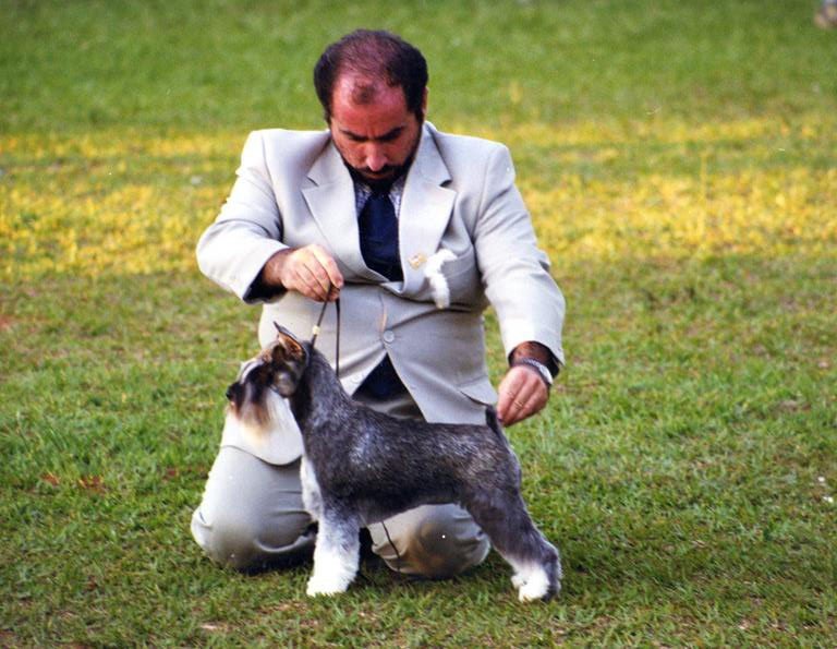 Daniel Breim apresentando um Schnauzer Miniatura