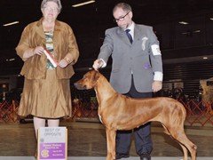 Daniel Breim - handler - Rodhesian Ridgeback